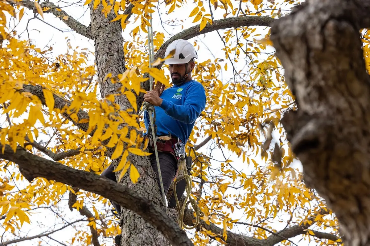 Skilled Tree Trimming crew working in Royalton