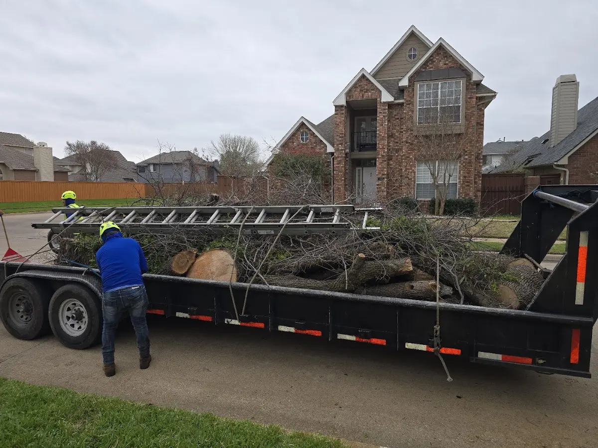 Expert Tree Pest Control with proper safety equipment in Royalton
